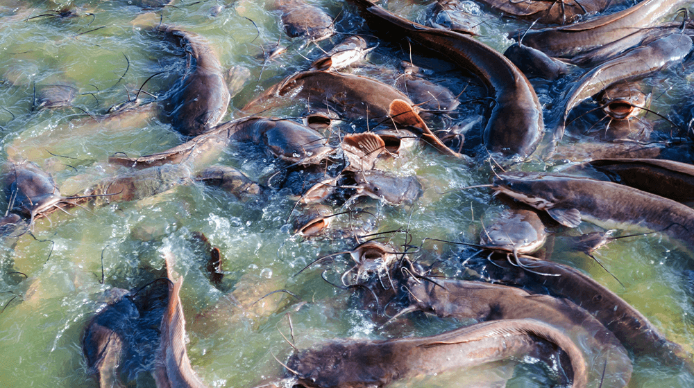 catfish farming 