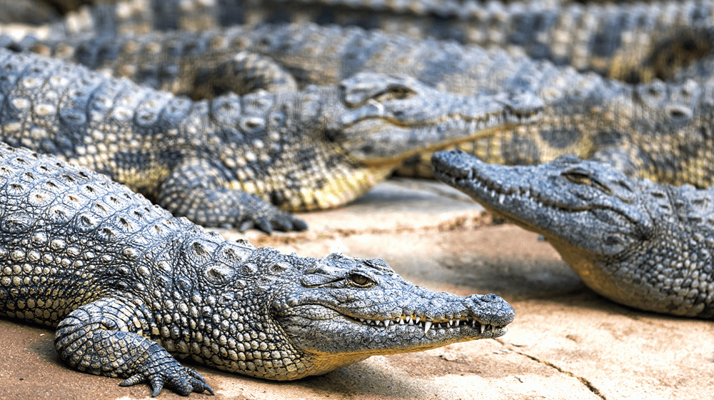 How to Start an Alligator Farm