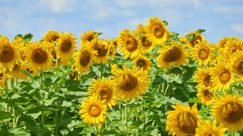 sunflower farming