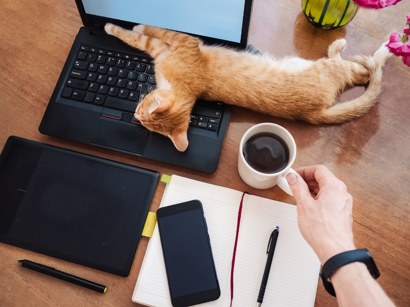 Social Media Marketing with Your Pet