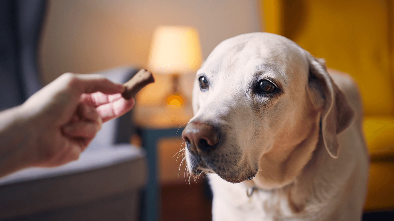 How to Start a Dog Treat Business