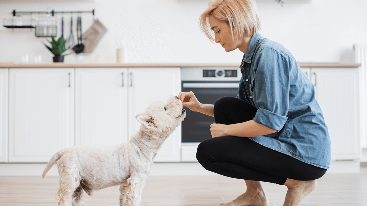 How to Start a Dog Treat Business