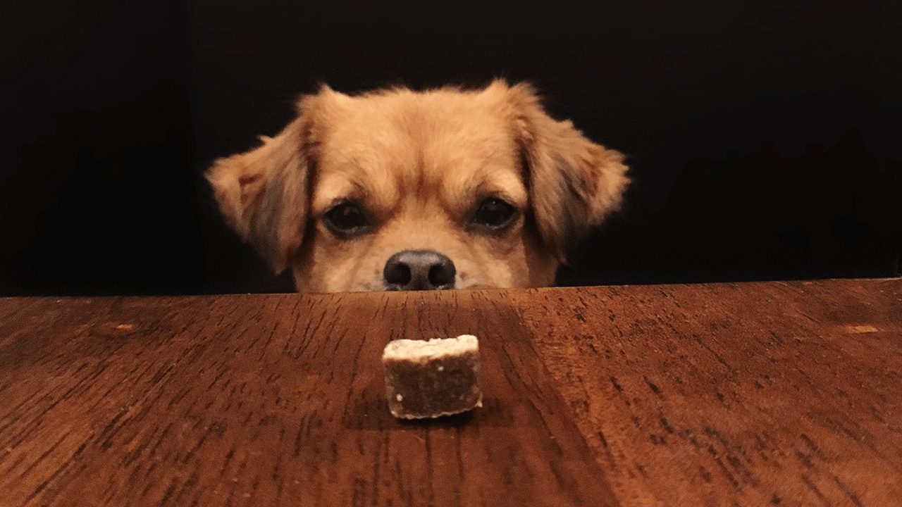 How to Start a Dog Treat Business