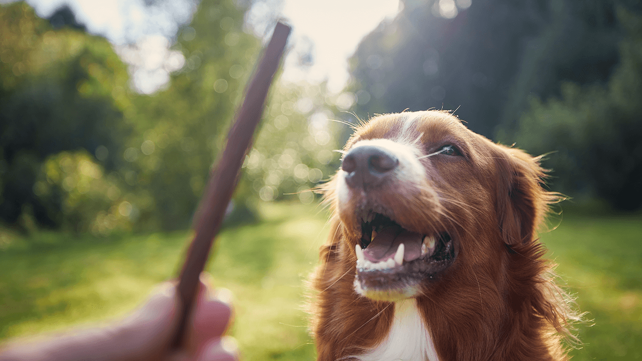 How to Start a Dog Treat Business