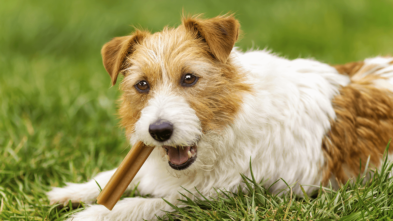 How to Start a Dog Treat Business