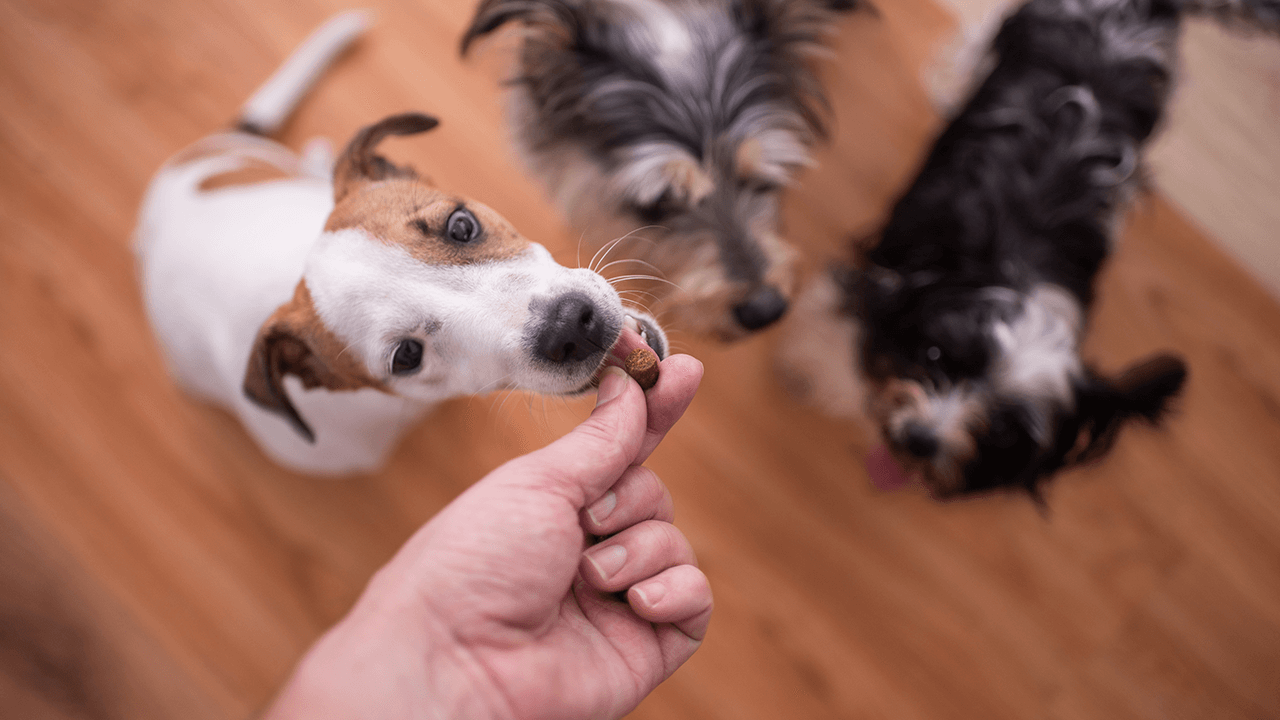 How to Start a Dog Treat Business
