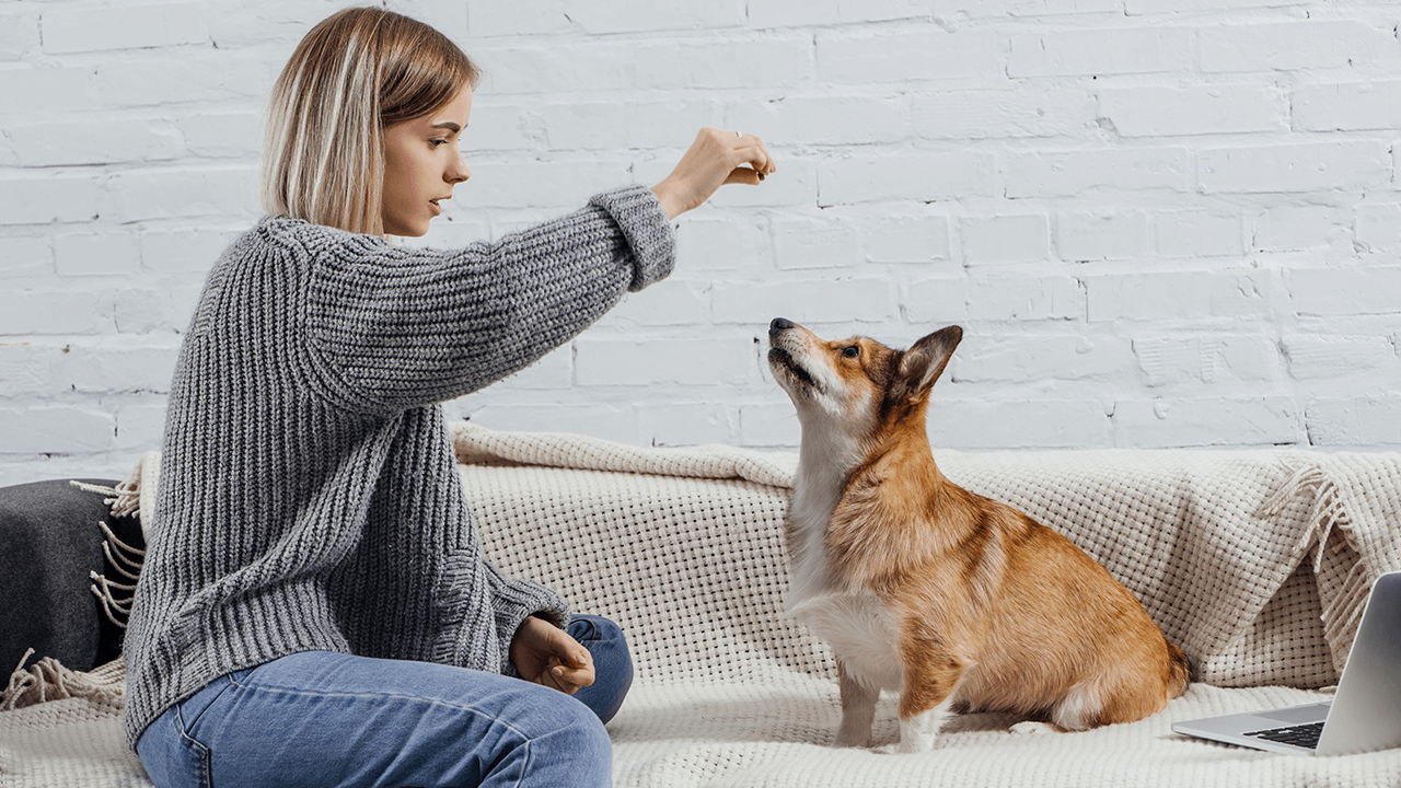 How to Start a Dog Treat Business
