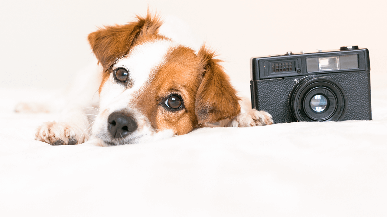pet photography