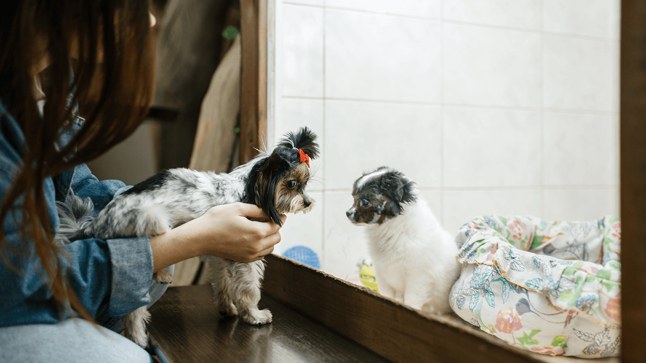 How to Open a Pet Store