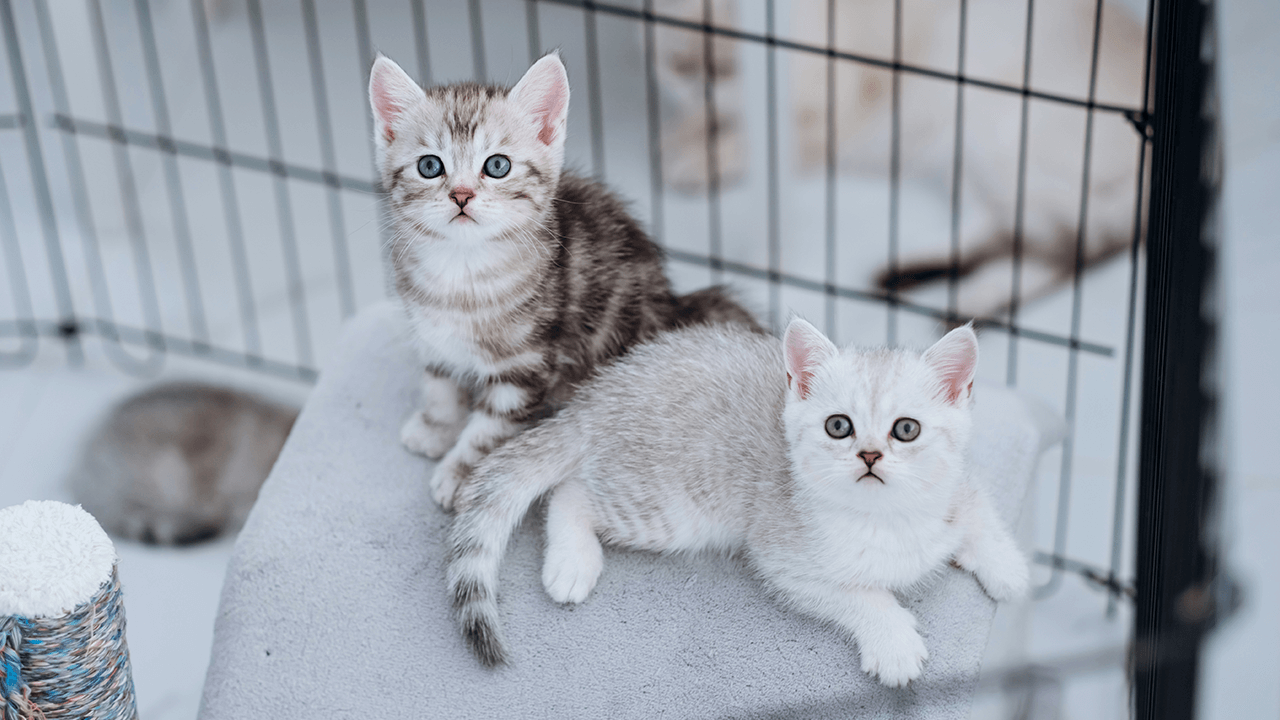 How to Open a Pet Store