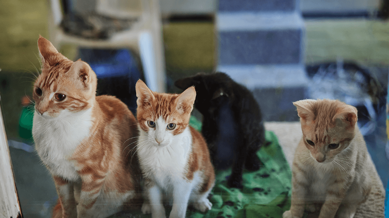 How to Open a Pet Store