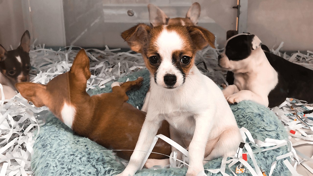 How to Open a Pet Store