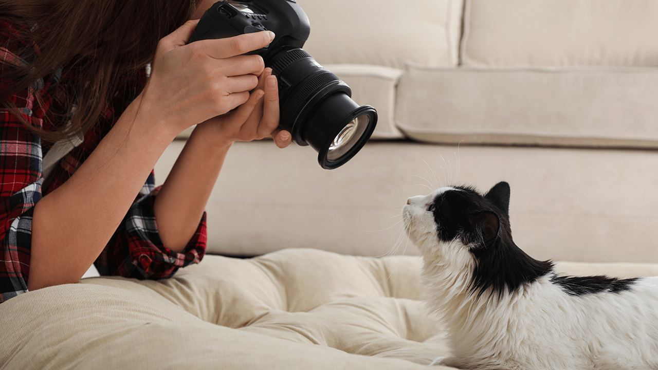 pet photography