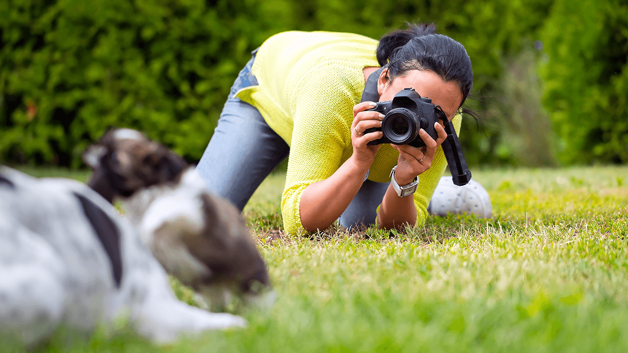 pet photography