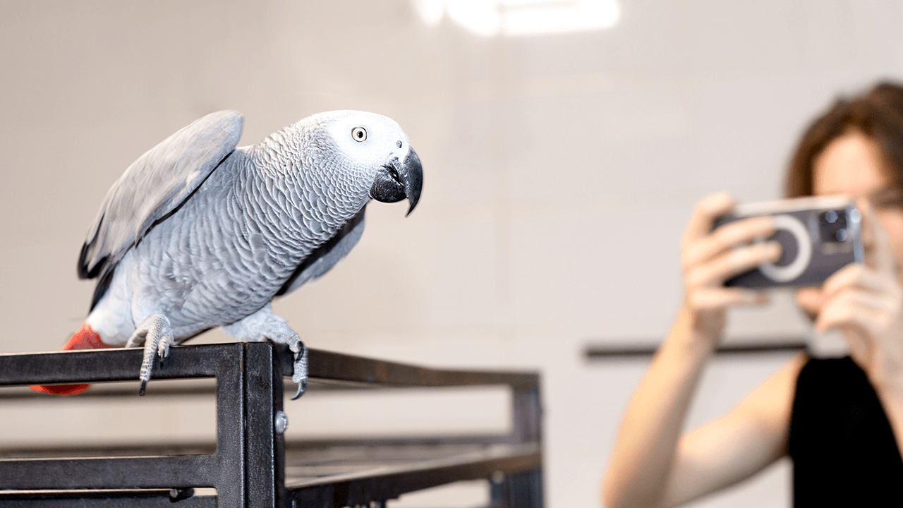 pet photography