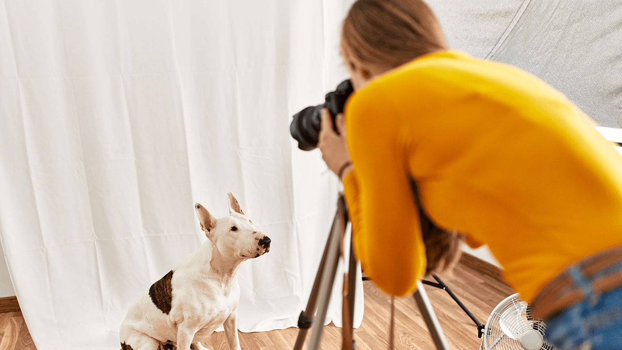pet photography