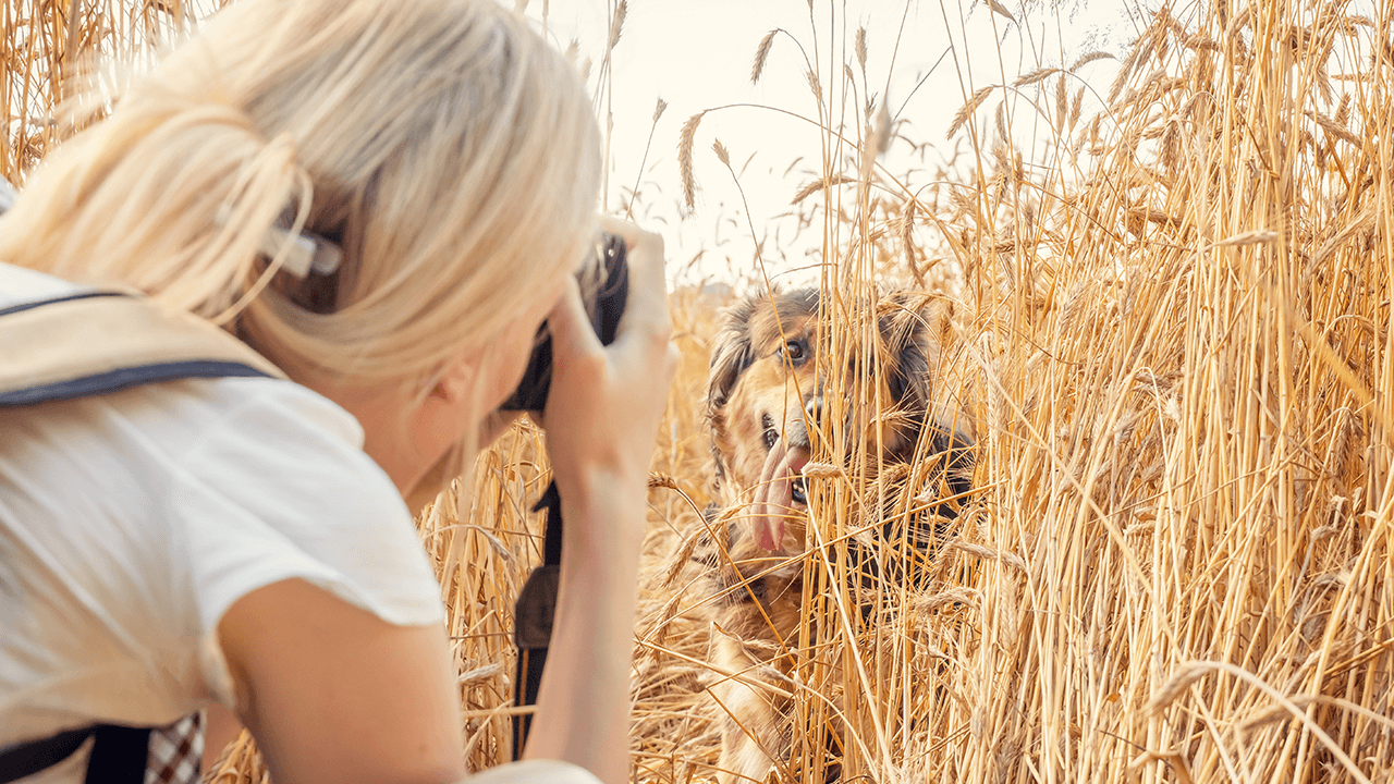 pet photography