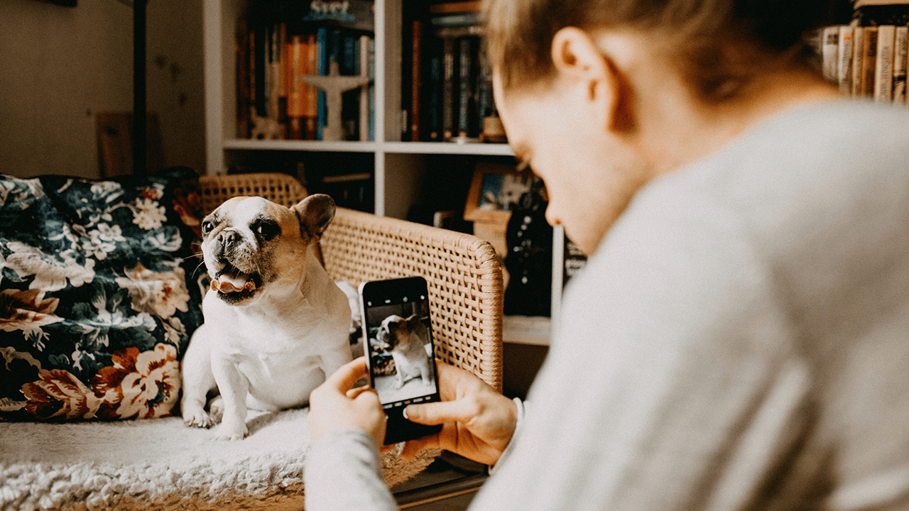 pet photography