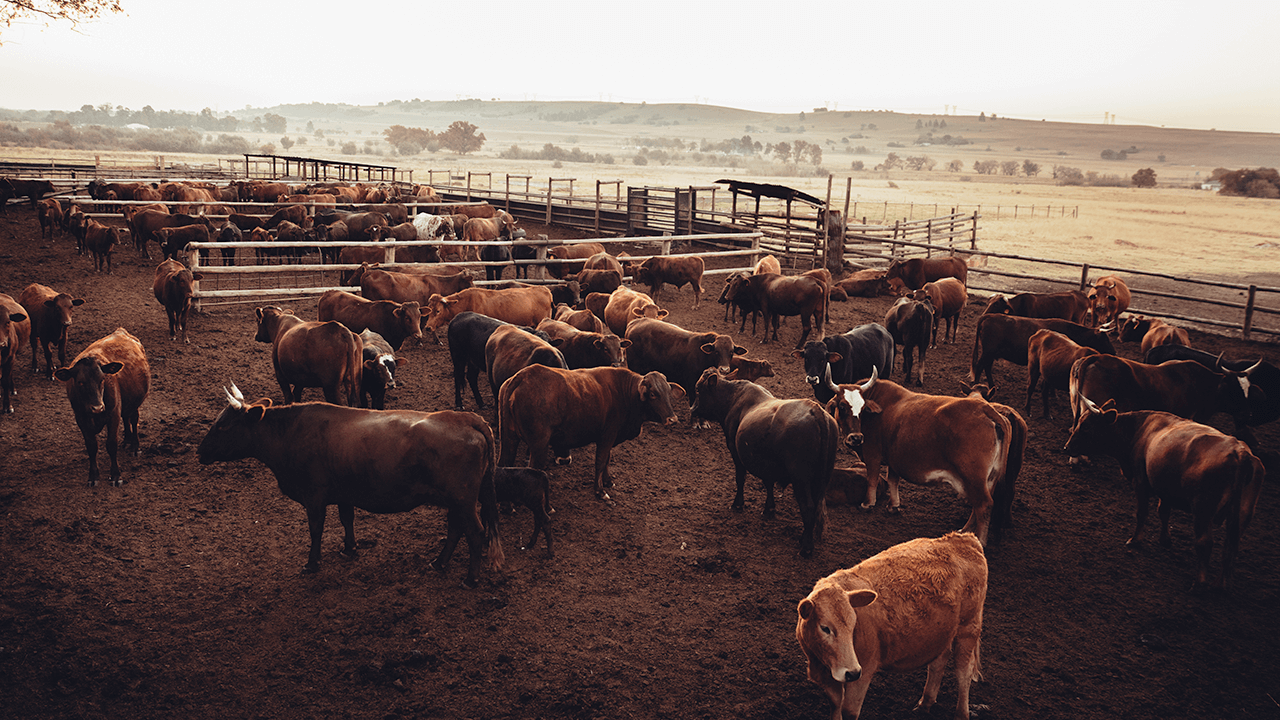 how to start a ranch