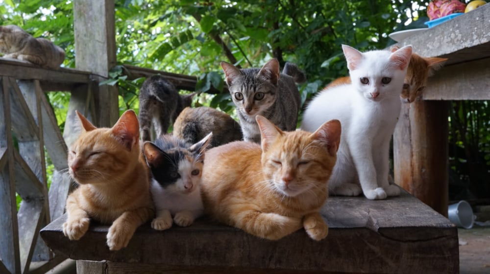How to Start a Pet Sitting Business - Stay in Touch