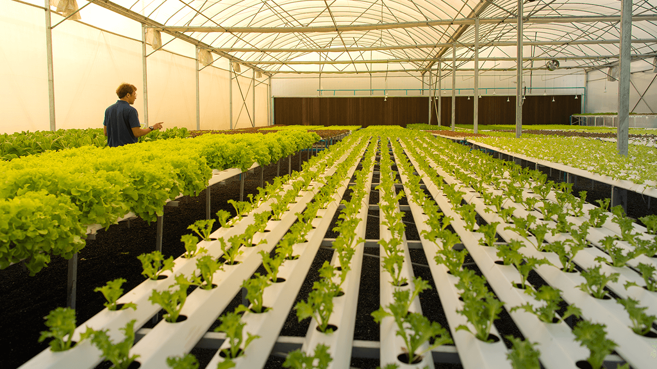 hydroponics farming