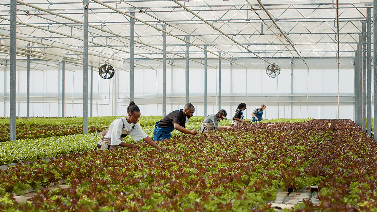 hydroponics farming