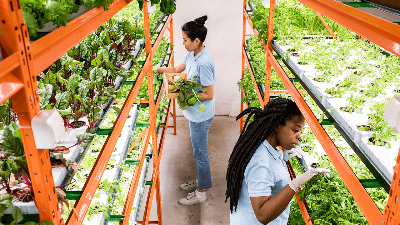 hydroponics farming