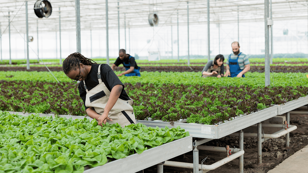hydroponics farming