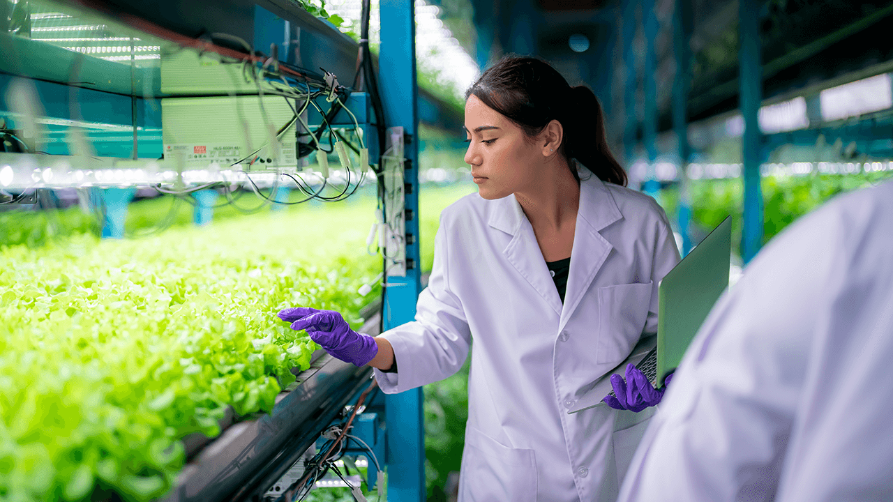 hydroponics farming
