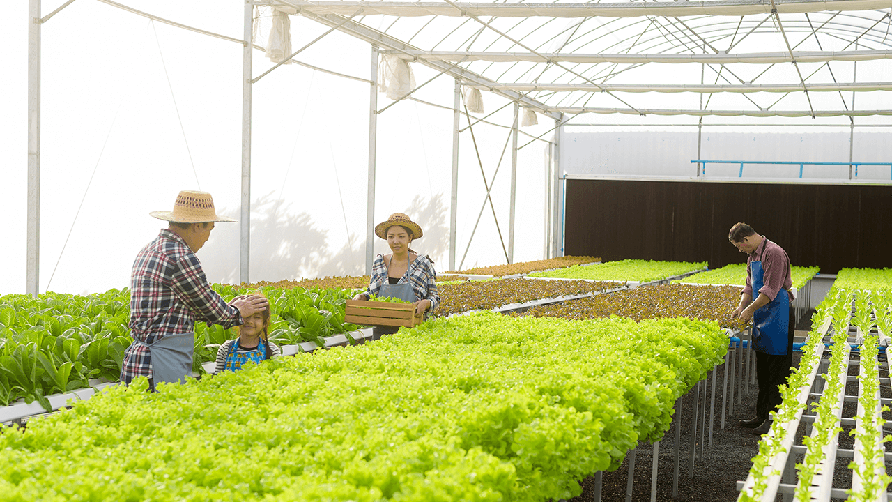 hydroponics farming