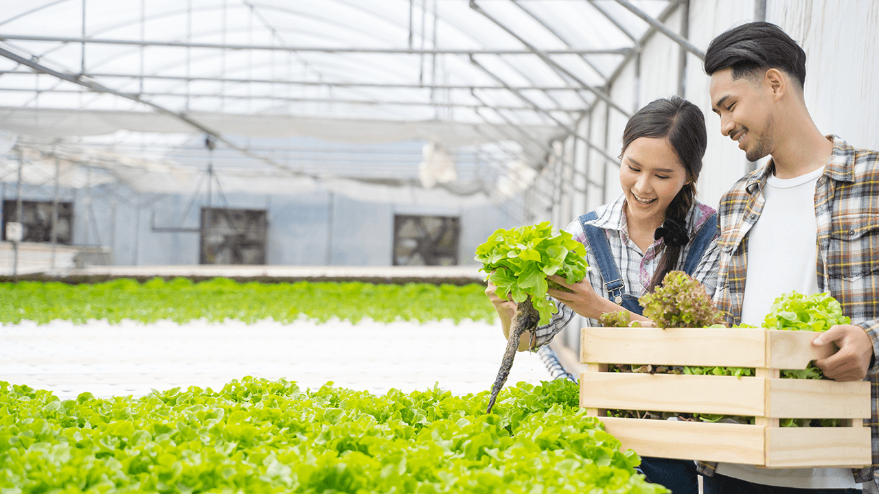 hydroponics farming