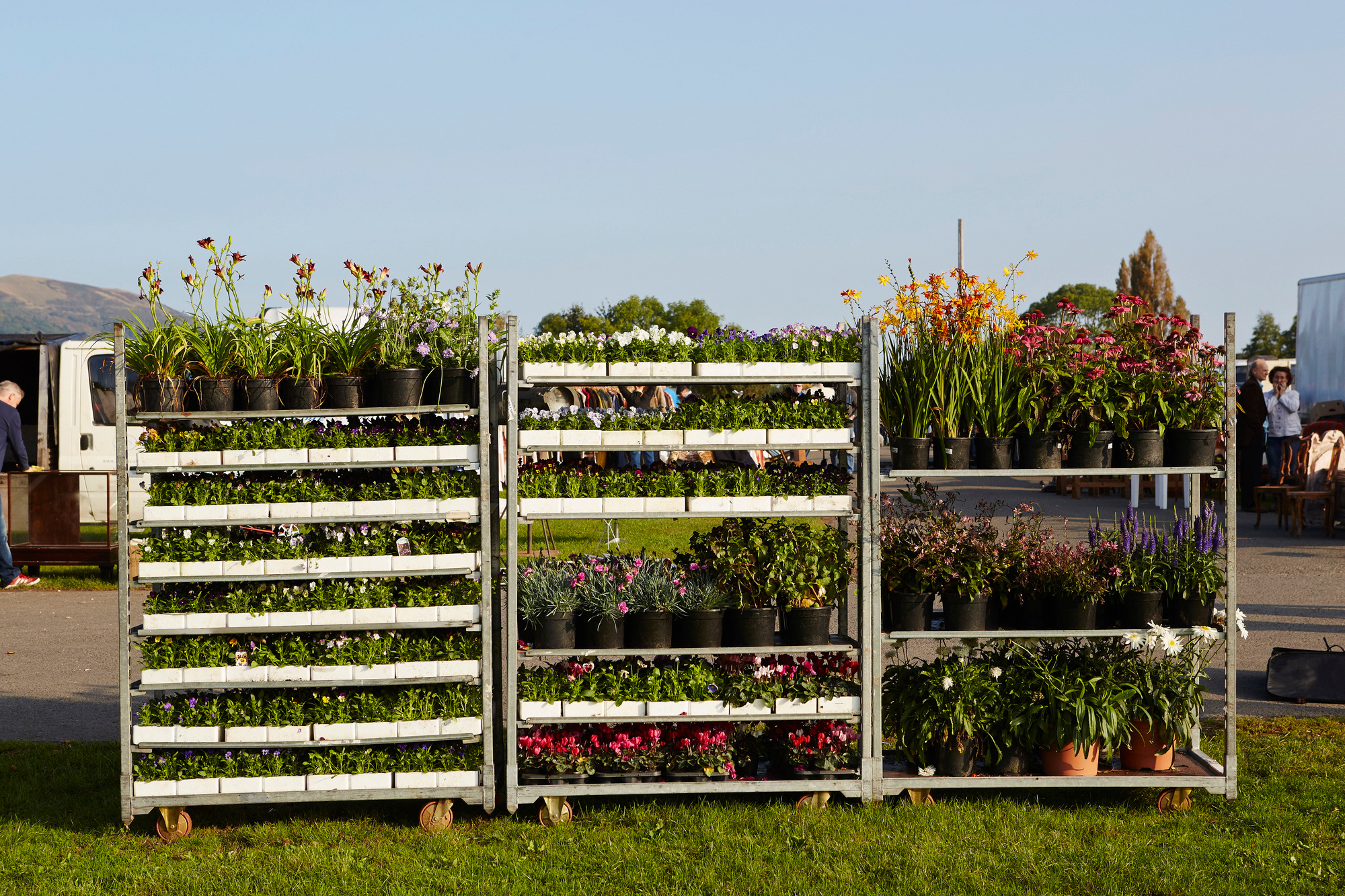 Selection of garden plants for sale at a flea market.