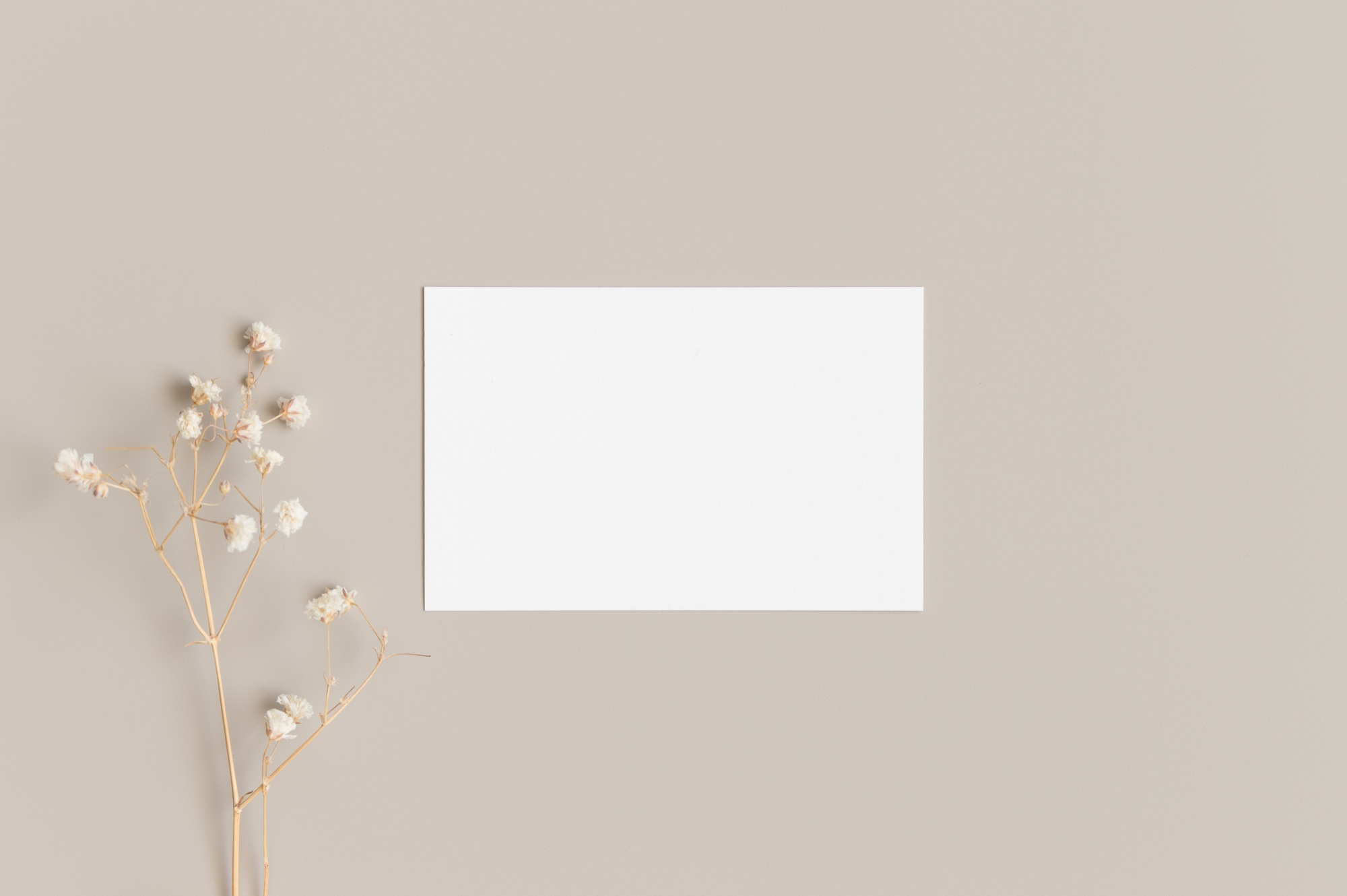 White business card mockup 85x55mm with a gypsophila.