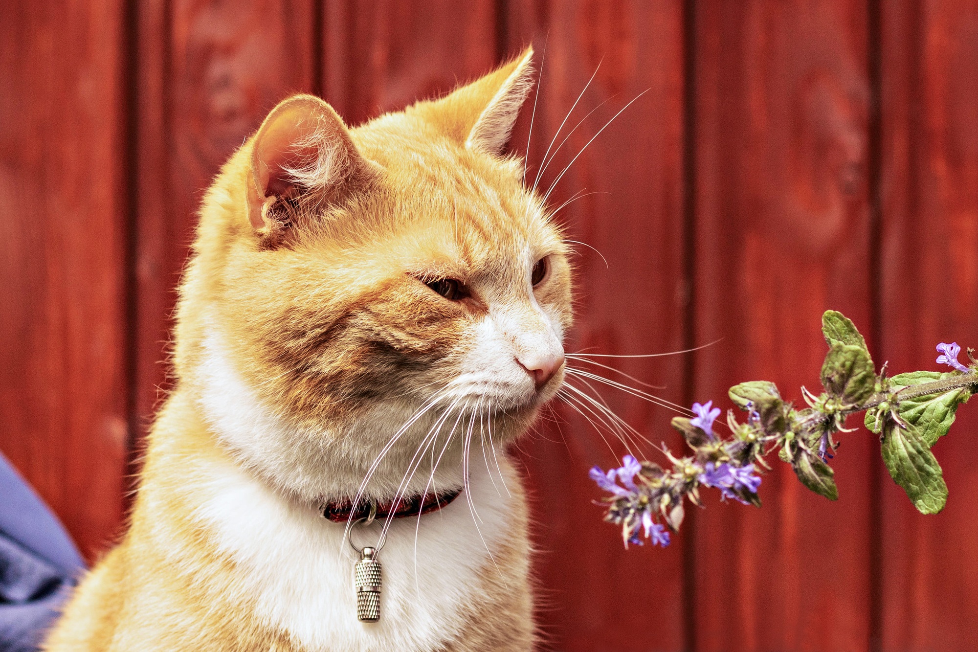 A red cat in a collar looks at a wildflower
