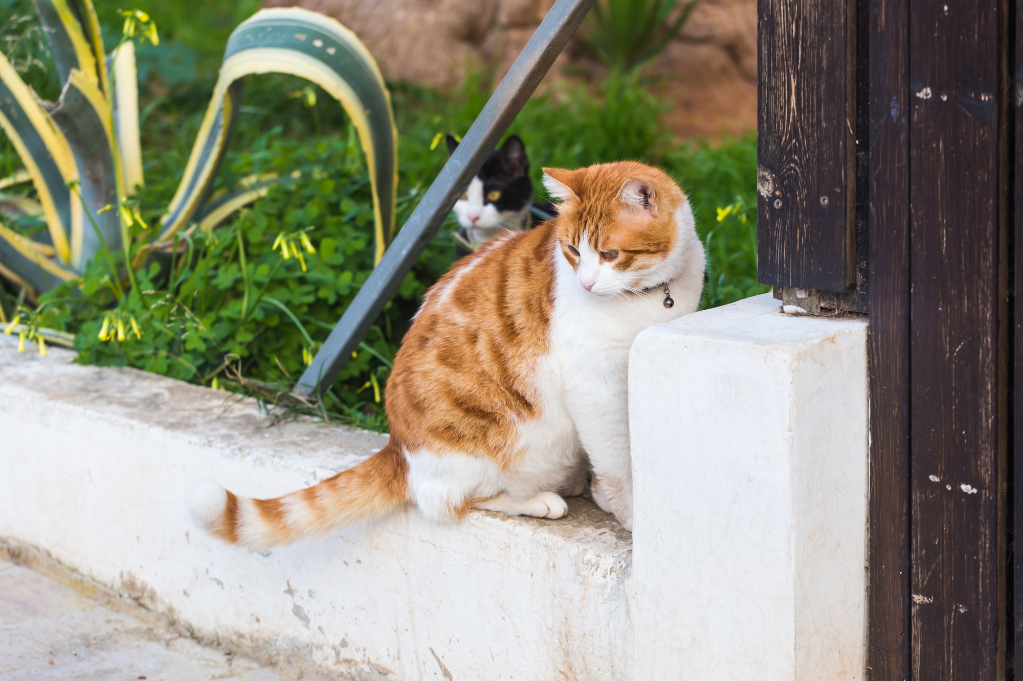 Concept of pets - Orange and white tabby cat with collar outdoor