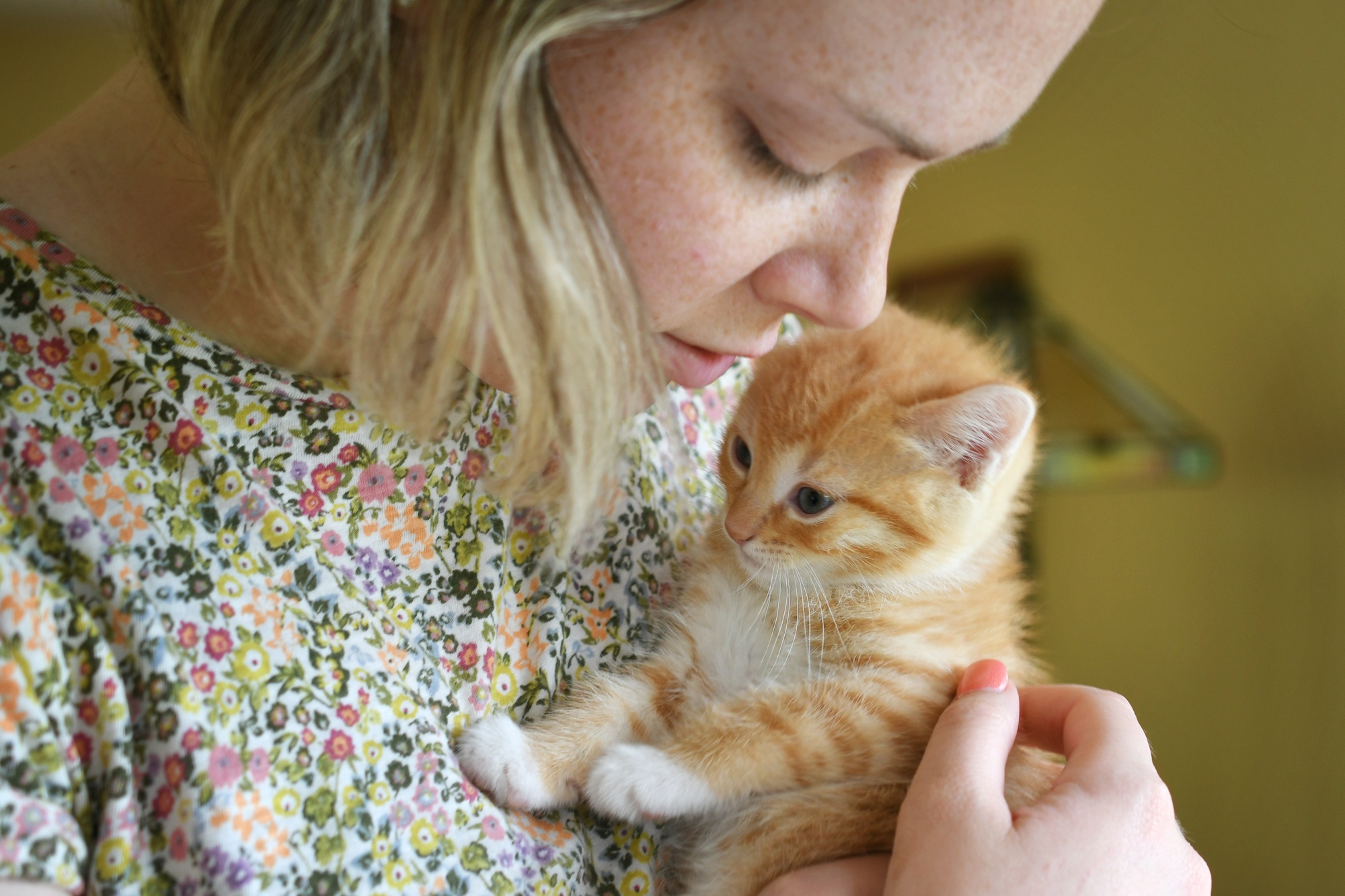 Female snuggling and talking to a yellow tabby cat kitten with blue eyes.