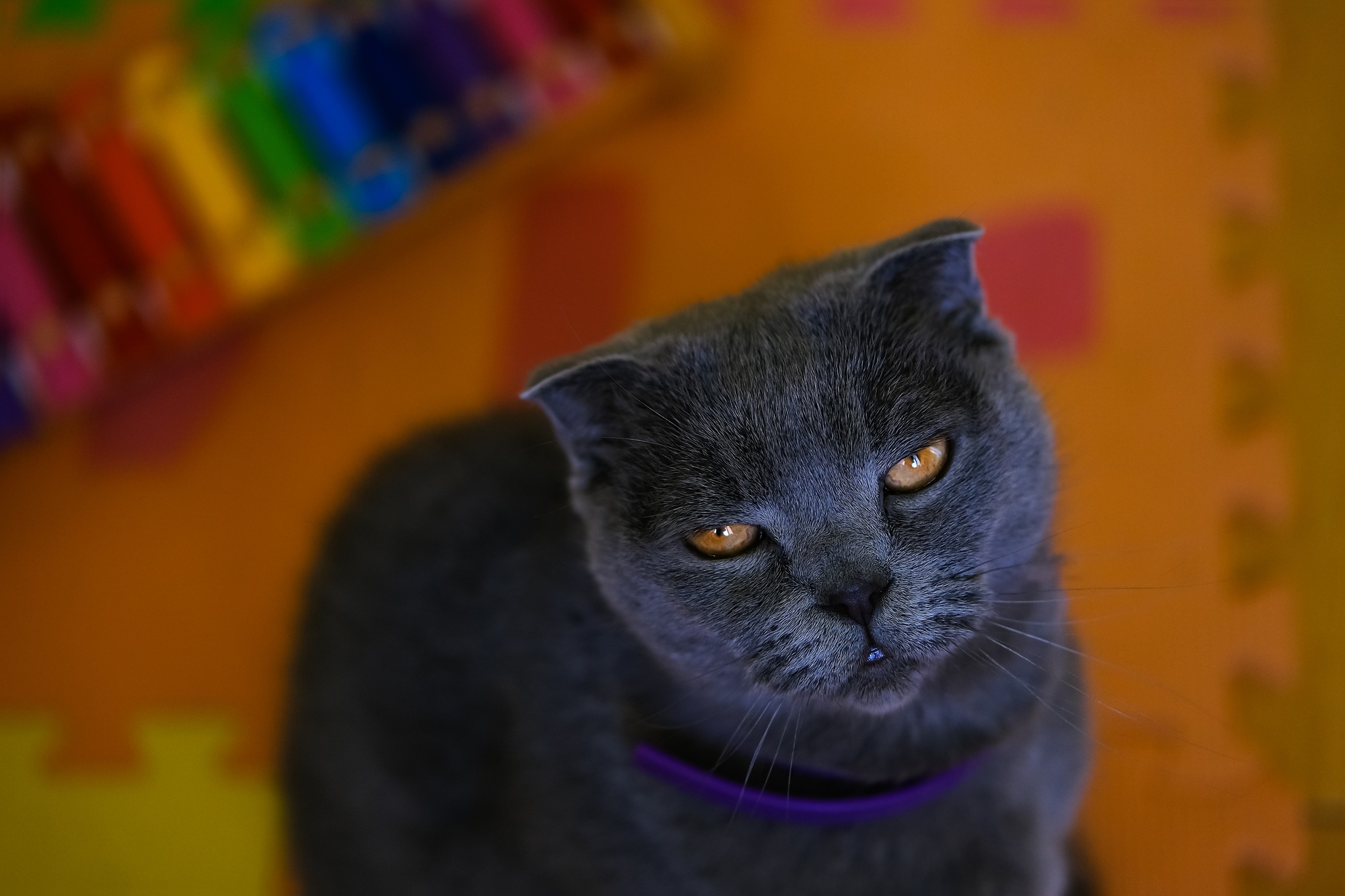 Gray fluffy cat with yellow eyes and purple collar