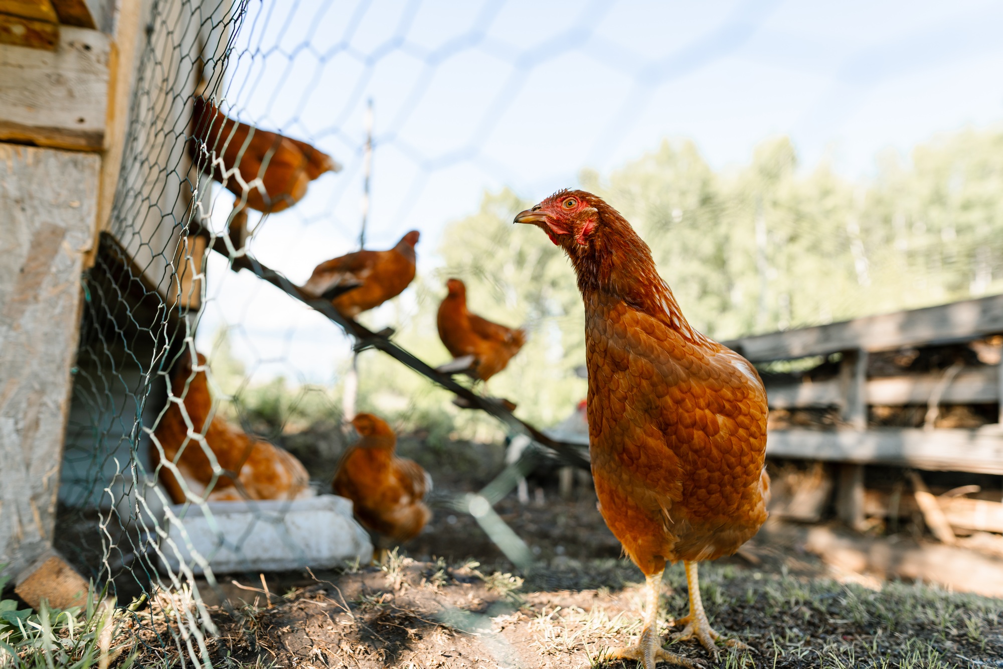 Red hen close-up stands out at a sustainable free-range farm.