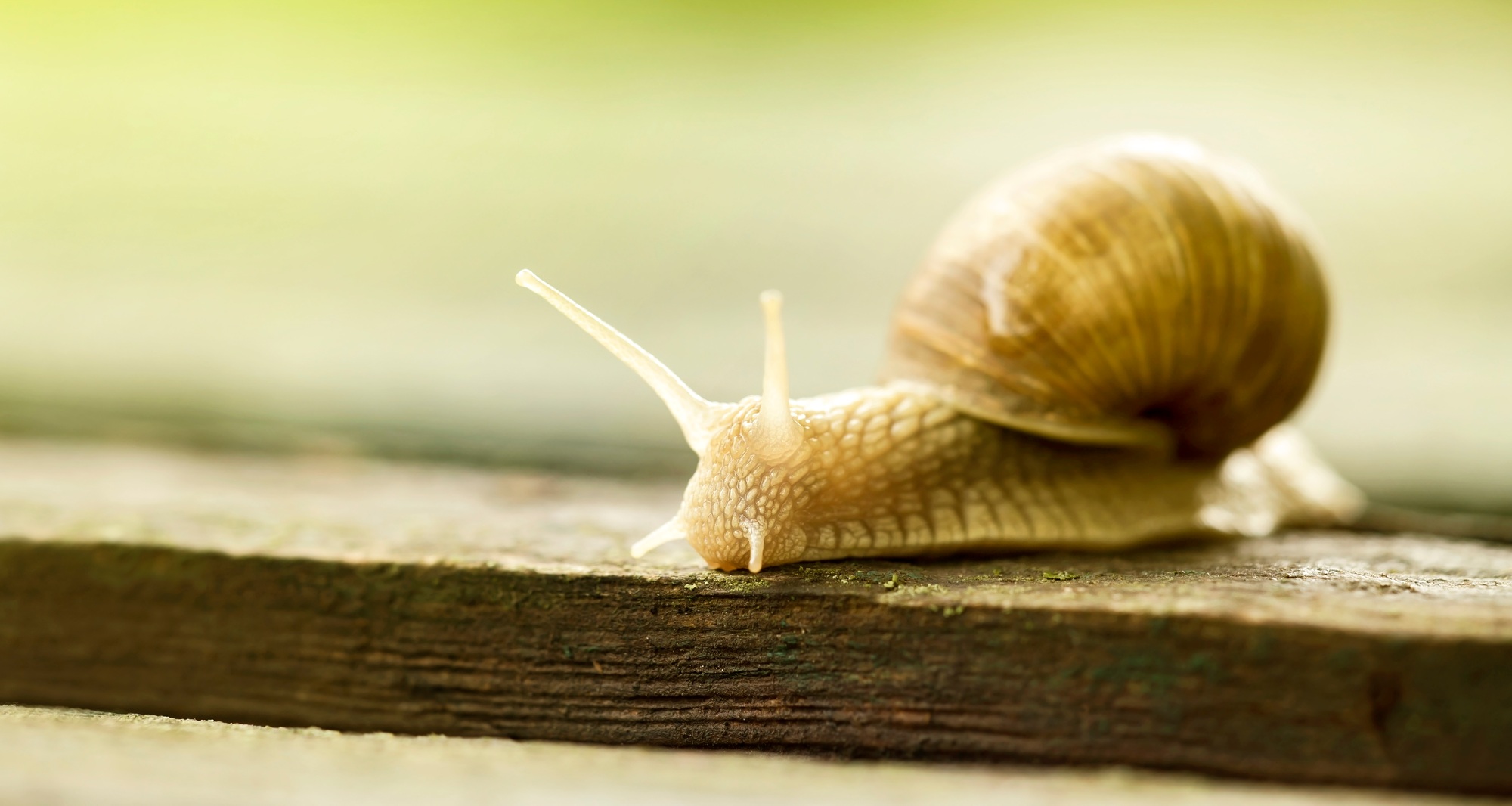 Slimy slow snail
