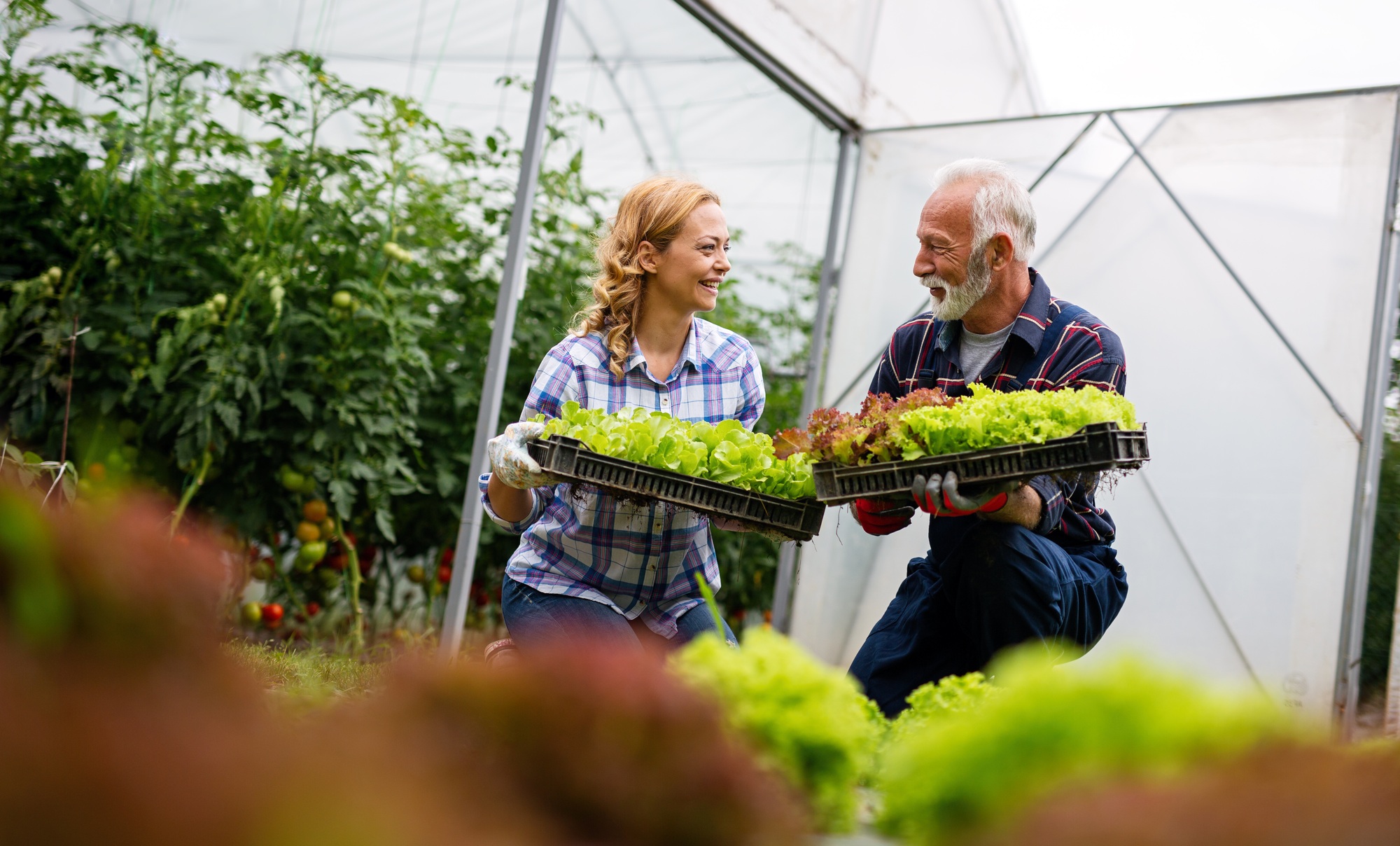 Happy senior man working together with woman in family greenhouse business