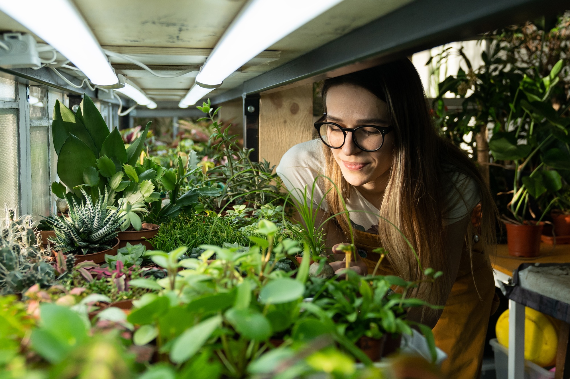 Houseplant growing business. Female gardener, florist grow plants in home greenhouse for flower shop
