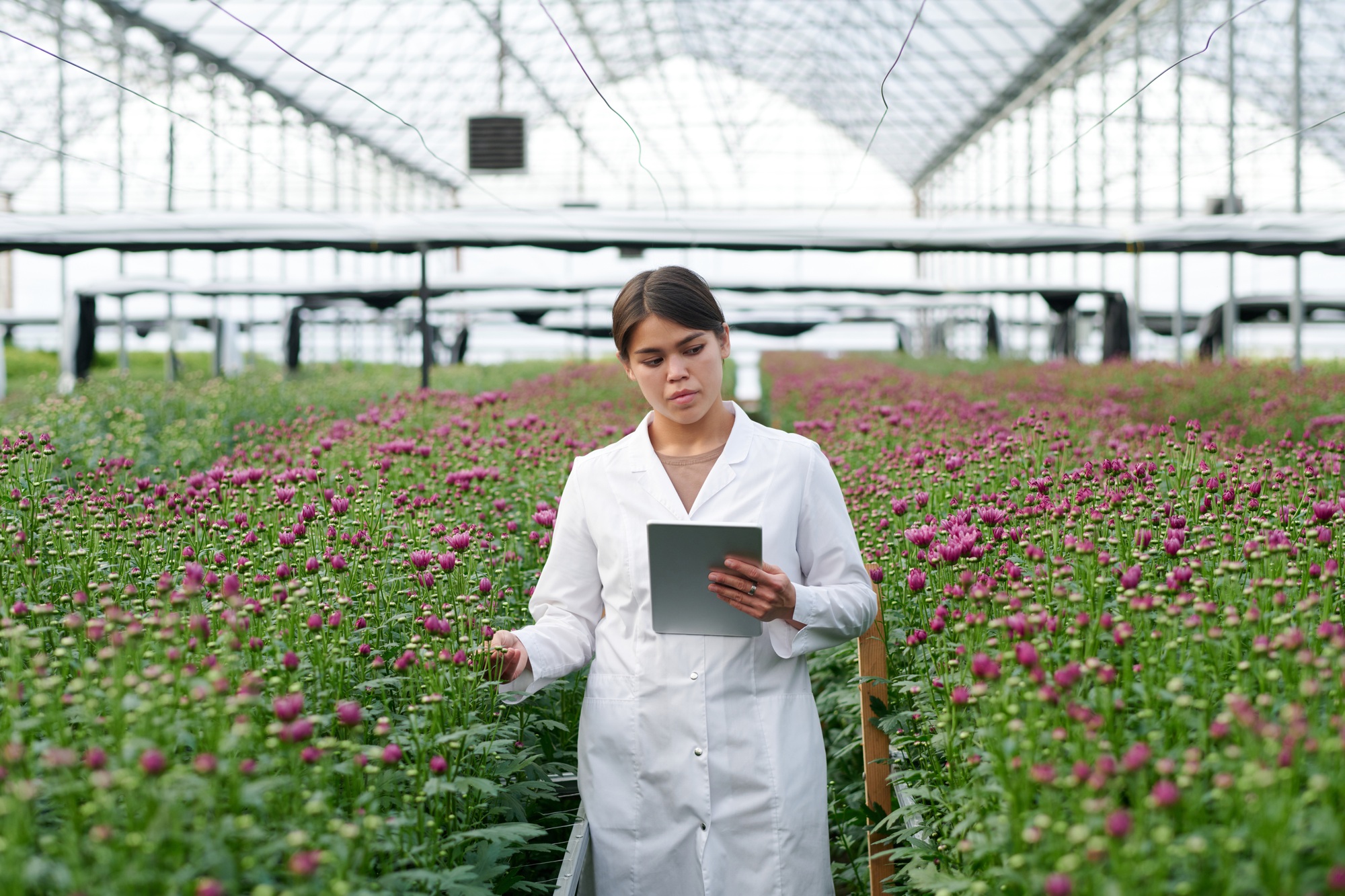 Young serious brunette female farmer with tablet carrying out research